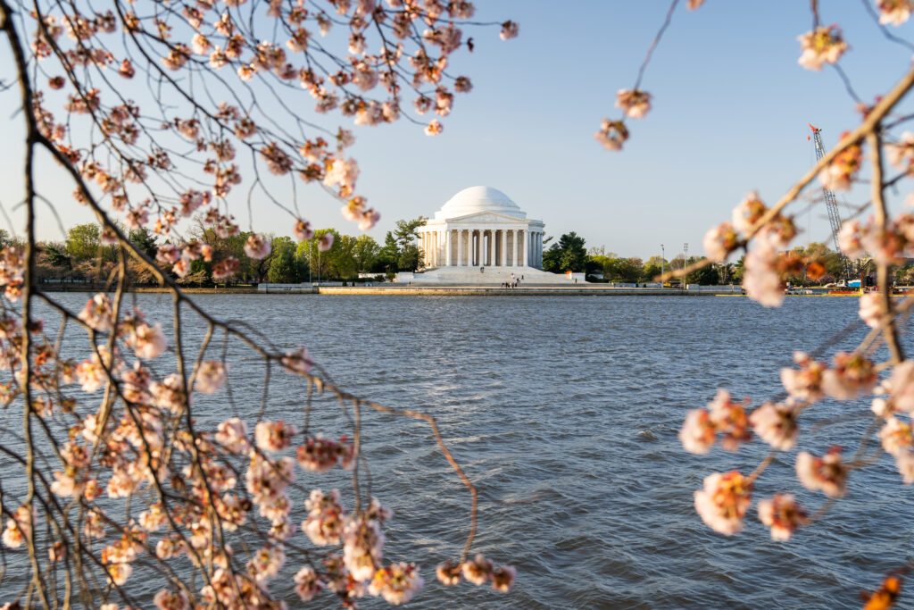 Jefferson Memorial With Cherry Blossoms